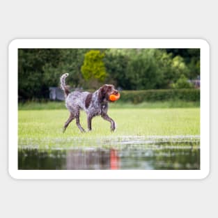 Retrieving a dummy Spinone Sticker